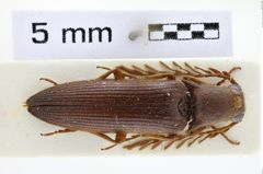 Foto (Dorsalansicht) von Eudicronychus flabellicornis (NHMW-ZOO-COL-0008502)
